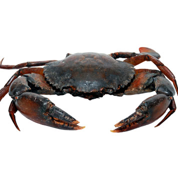 Crab, mixed species, raw