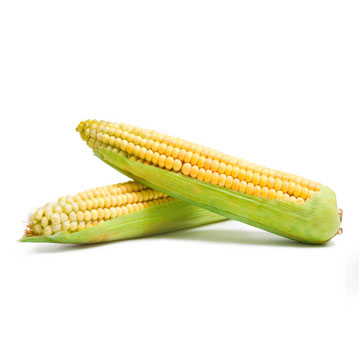 Corn on the cob, cooked
