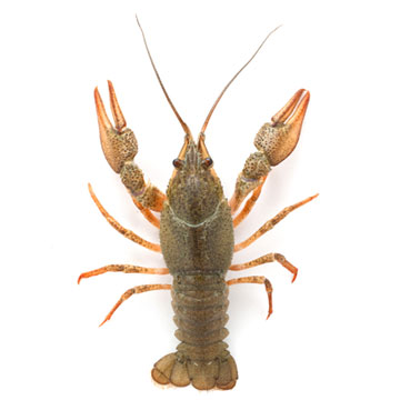 Crayfish, European, mixed species, cooked