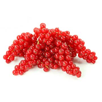 Currants, red, fresh