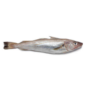 Whiting, mixed species, raw
